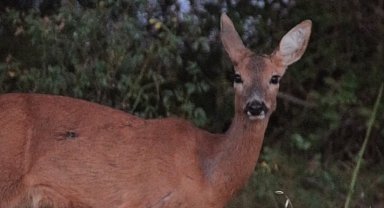 Ormanda otlayan karaca fotokapana yansıdı
