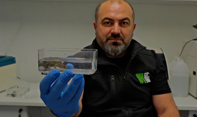 Ormanya'da endemik semender türlerinin keşfedildiği duyuruldu