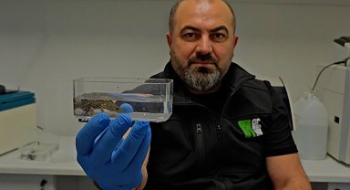 Ormanya'da endemik semender türlerinin keşfedildiği duyuruldu