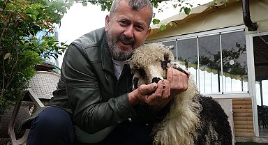 Özenle büyüttüğü kuzusu 'Abbas' yoldaşı oldu
