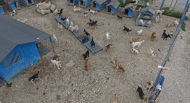Pandemide sahiplenilen patili dostlar terk edilince barınaklarda yer kalmadı