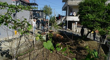 Rize'de kaçan kurbanlık boğa sahiplerine zor anlar yaşattı