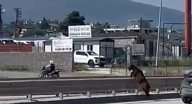 Sahibinin elinden kaçan kurbanlık keçi, refüjden atlayarak gözden kayboldu