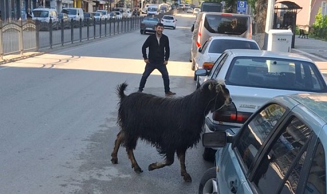 Sahibinin elinden kaçan kurbanlık keçi, uzun uğraşlar sonucu yakalandı
