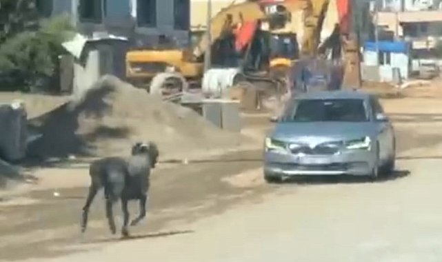 Sahibinin elinden kaçan kurbanlık koç, zor anlar yaşattı