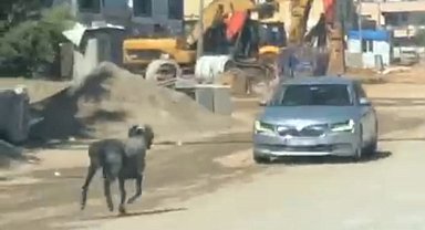 Sahibinin elinden kaçan kurbanlık koç, zor anlar yaşattı