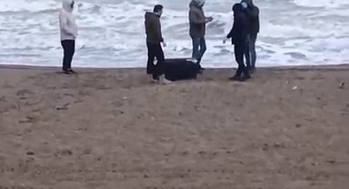 Sahile vuran çantadan 21,5 kilo uyuşturucu çıktı