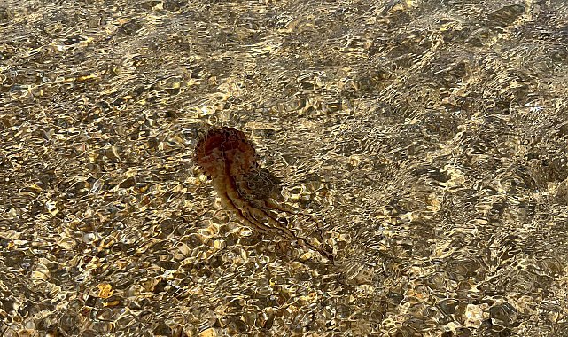 Saros'ta, zehirli 'Pusula Denizanası' görüldü