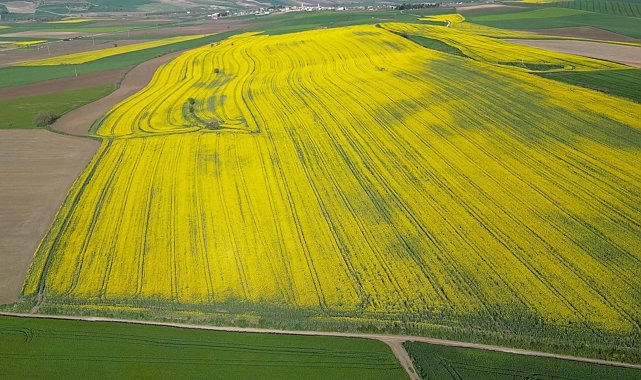 Tekirdağ'da buğday, arpa ve kanolada yüzde 30 verim artışı bekleniyor
