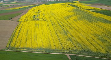 Tekirdağ'da buğday, arpa ve kanolada yüzde 30 verim artışı bekleniyor