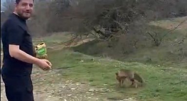 Tilkinin kek yediği anlar kamerada