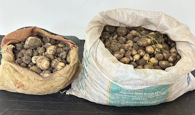 Tunceli'de izinsiz 31 kilo salep yumrusu toplayan 3 kişiye 2 milyon TL ceza
