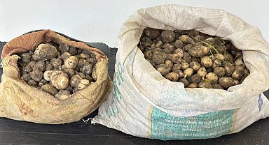 Tunceli'de izinsiz 31 kilo salep yumrusu toplayan 3 kişiye 2 milyon TL ceza