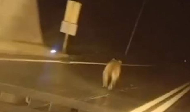 Tünele giren bozayı kamerada
