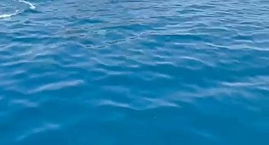 Tur teknesinin yanında yüzen yunuslar kamerada