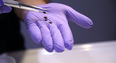 Yağışlarla bitki örtüsü arttı, kene popülasyonu riski yükseldi