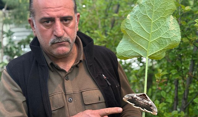 Yağmur ormanlarında yaşayan baykuş kelebeği görüntülendi