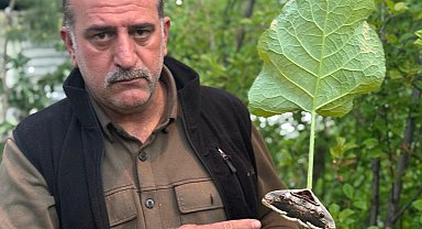 Yağmur ormanlarında yaşayan baykuş kelebeği görüntülendi