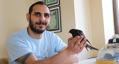 Yaralı bulunan ebabiller tedavi edilip doğaya salındı