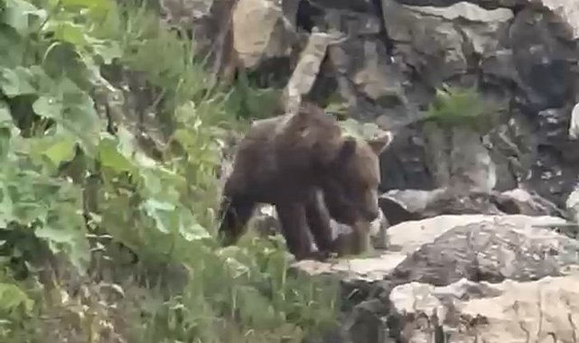 Yavru bozayı sahile indi
