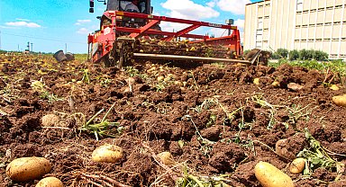 Adana'da patates hasadı; tarlada kilosu 20 TL'ye düştü