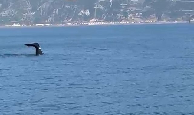Akdeniz'de balina görüldü