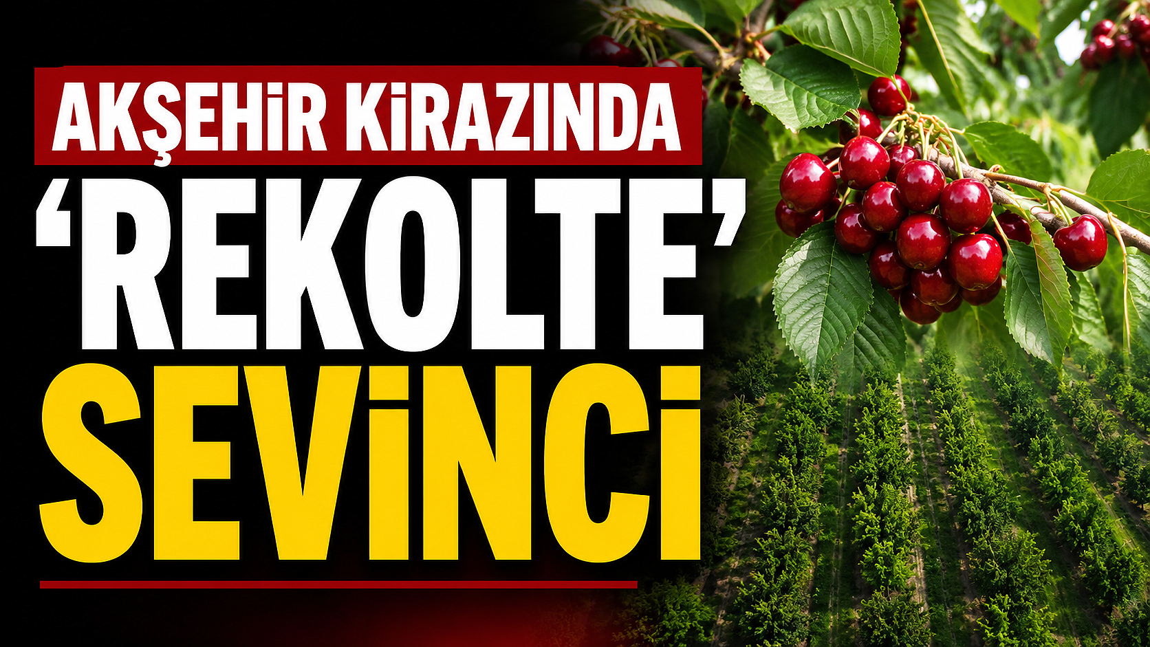 Akşehir kirazında 'rekolte' sevinci