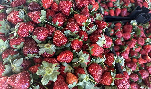 Antalya'da çilekte son hasat zamanı
