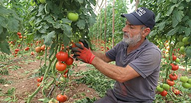 Antalya'da yazlık domates hasadı başladı