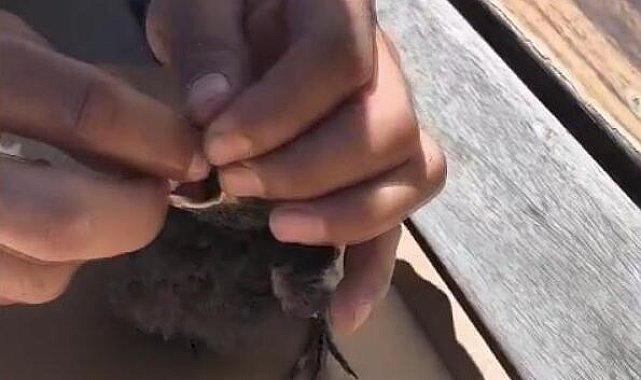 Arnavutköy'de okulda havalandırma boşluğuna düşen karga yavrusu çalışanlar tarafından kurtarıldı