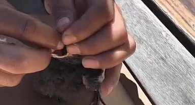 Arnavutköy'de okulda havalandırma boşluğuna düşen karga yavrusu çalışanlar tarafından kurtarıldı