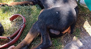 Ayağına demir saplanan köpek kurtarıldı