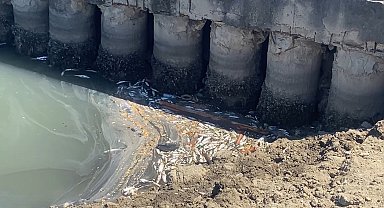 Bakırköy Çırpıcı Deresi'nde toplu balık ölümleri, kötü kokuya neden oldu