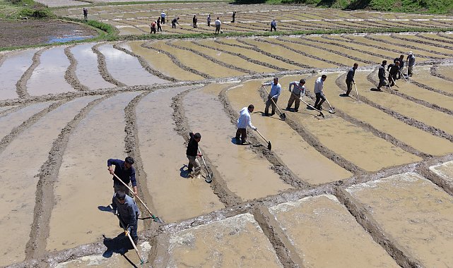 Bitlis'te imece usulü geleneksel çeltik ekimi başladı