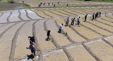 Bitlis'te imece usulü geleneksel çeltik ekimi başladı