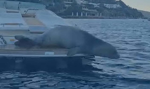 Bodrum'da motoryata çıkan Akdeniz foku kamerada