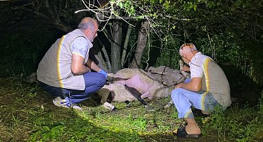 Bursa'da yıldırım düştü, 6 koyun öldü