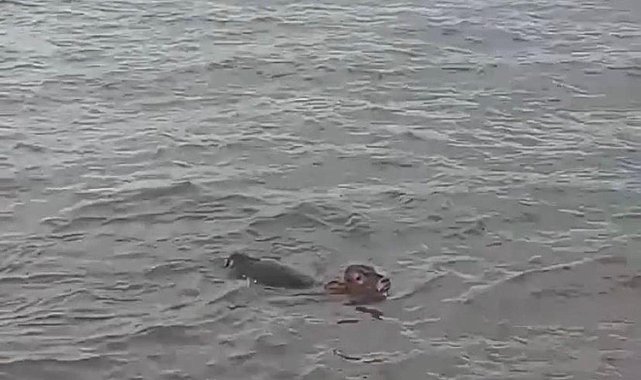 Çıldır Gölü'ne atlayan buzağı sandalla kurtarıldı; o anlar kamerada