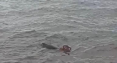 Çıldır Gölü'ne atlayan buzağı sandalla kurtarıldı; o anlar kamerada