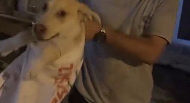Çuvala koyulan köpeği, hayvansever kadın kurtardı