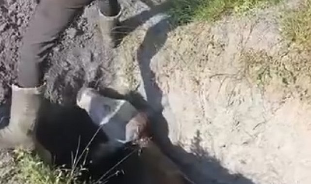 Define aramak için kazılan çukura düşen inek kurtarıldı