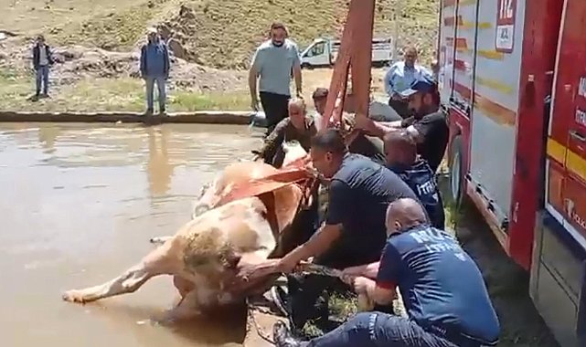 Düştüğü havuzda çamura saplanan inek kurtarıldı