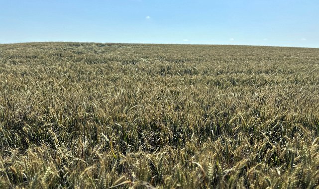 Edirne'de son yağışlarla buğdayda verim beklentisi arttı