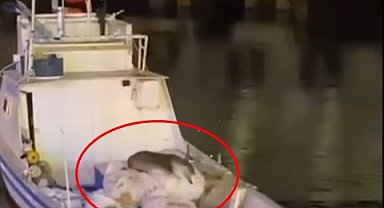 Erdek'te balıkçı teknesine çıkan su samuru görüntülendi