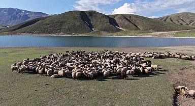 Göçerlerin kavurucu sıcaklardan Bitlis'in serin yaylalarına göçü başladı