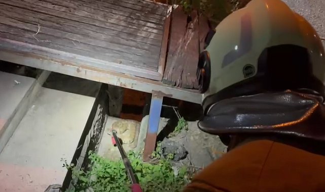 Hatay'da evin bahçesine giren yılan, doğaya salındı