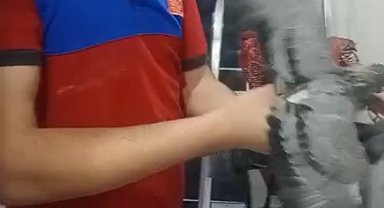 Havalandırma boşluğuna düşen güvercini itfaiye kurtardı