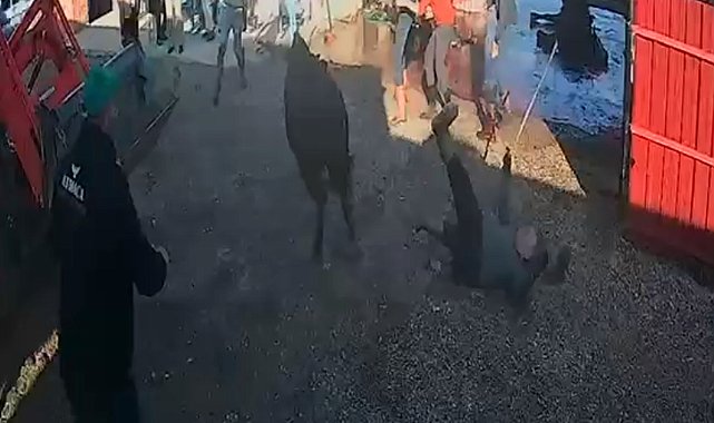 İpinden kurtulan boğanın etrafındakilere saldırısı kamerada