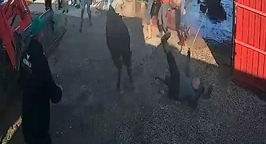 İpinden kurtulan boğanın etrafındakilere saldırısı kamerada
