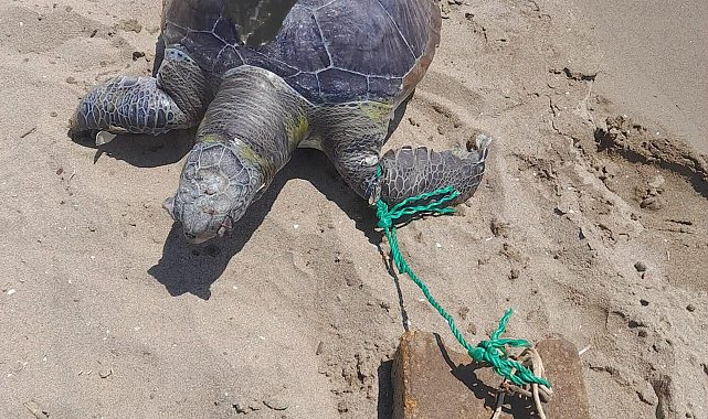 İzmir'de yüzgecine parke taşı bağlanmış ölü deniz kaplumbağası kıyıya vurdu